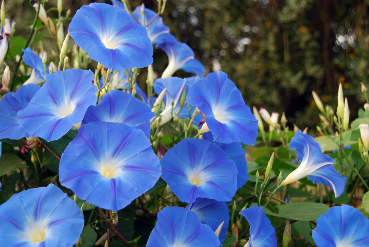 blooming morning glory in a garden 