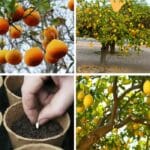 Wie man einen riesigen Zitronenbaum züchtet