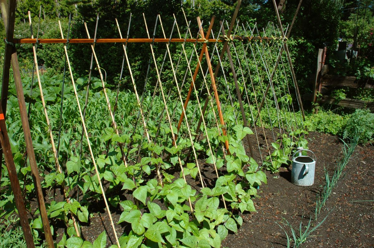 A frame trellis in the garden for the plants