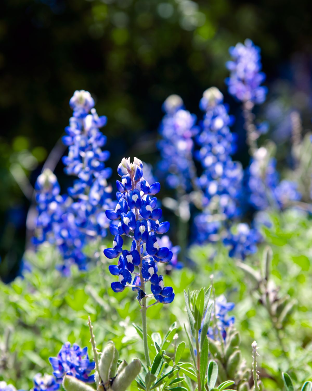 field of texas bluebonnet flowers