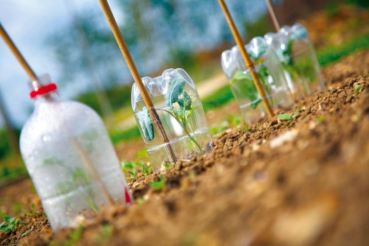 Luffa-Pflanzen mit Plastikflasche bedeckt, um vor Kälteeinbrüchen zu schützen 