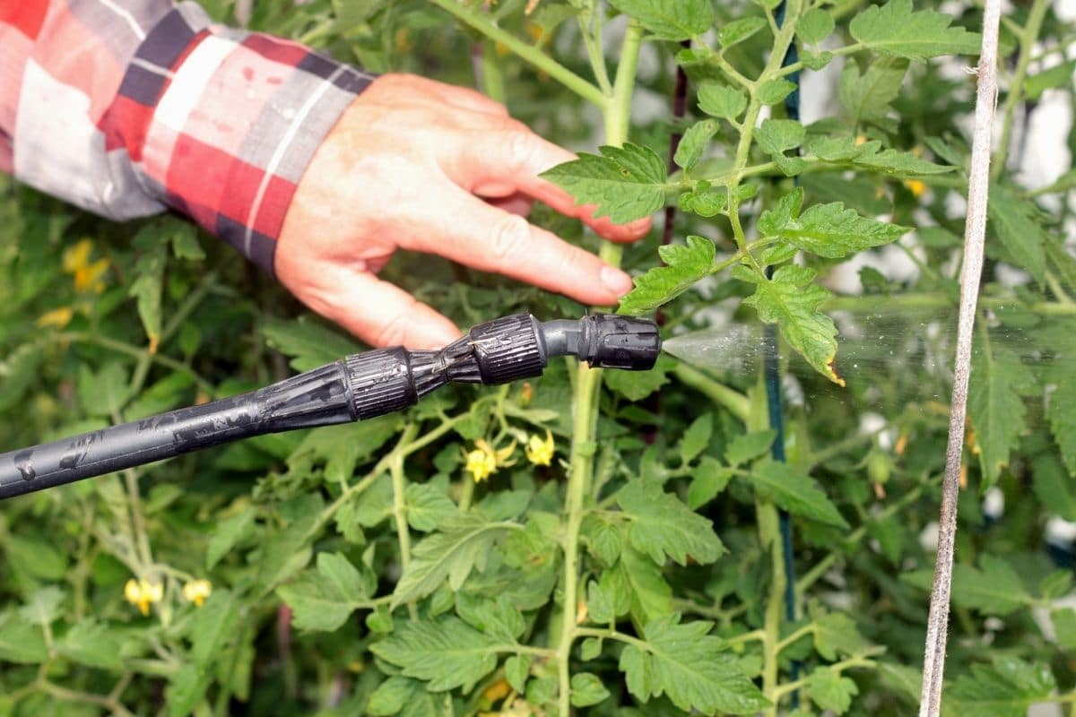 Sprühen Sie Tomatenpflanzen, um Schädlinge mit insektizider Seife loszuwerden