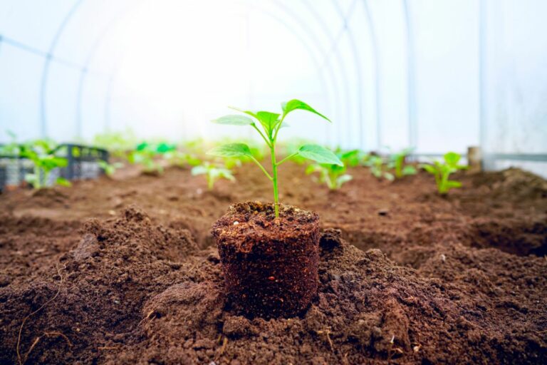 12 Tips for Growing Peppers to Maximize Your Harvest - DIY & Crafts