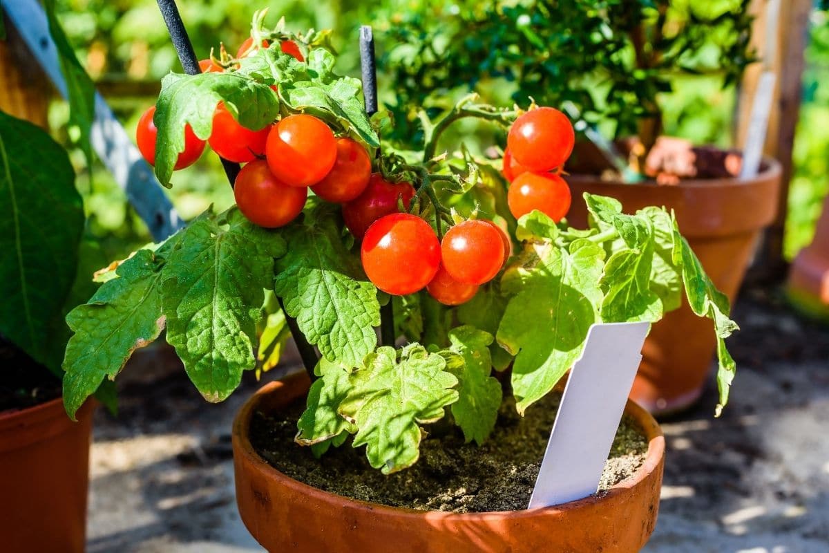 tomatoes in a pot 