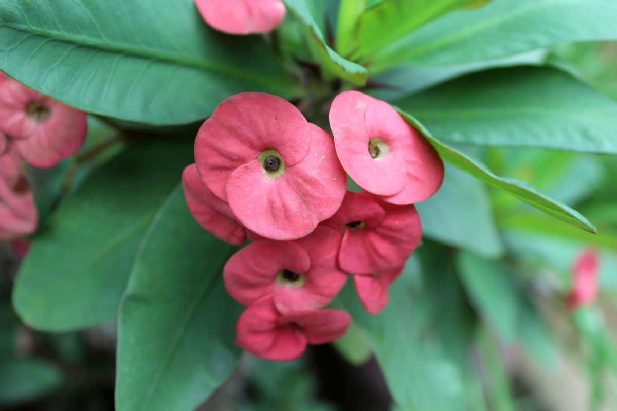 pink euphorbias flower