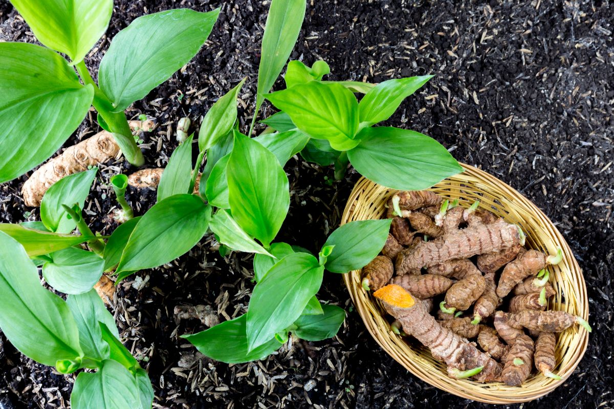 turmeric plant and seedling in a garden ground 