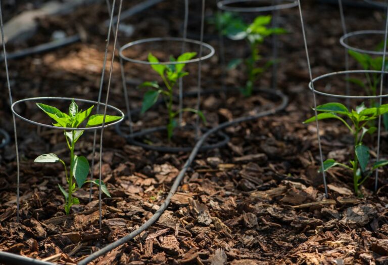 12 Tips for Growing Peppers to Maximize Your Harvest - DIY & Crafts