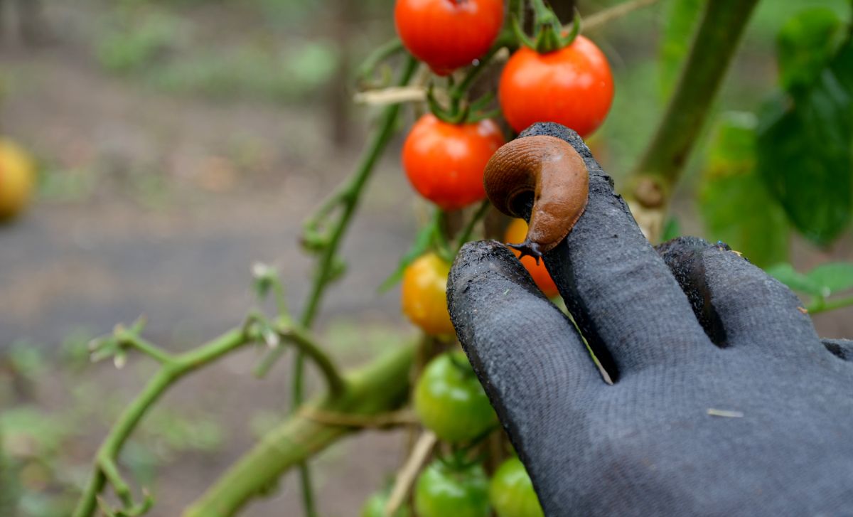 Schnecke von einer Tomatenpflanze, die in der Hand einer Person kriecht