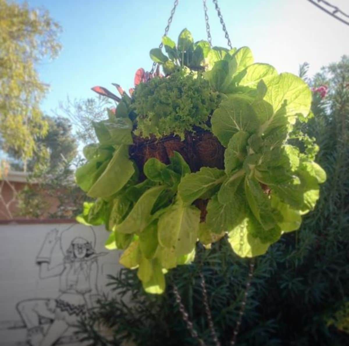 lettuce globe or ball hanging 