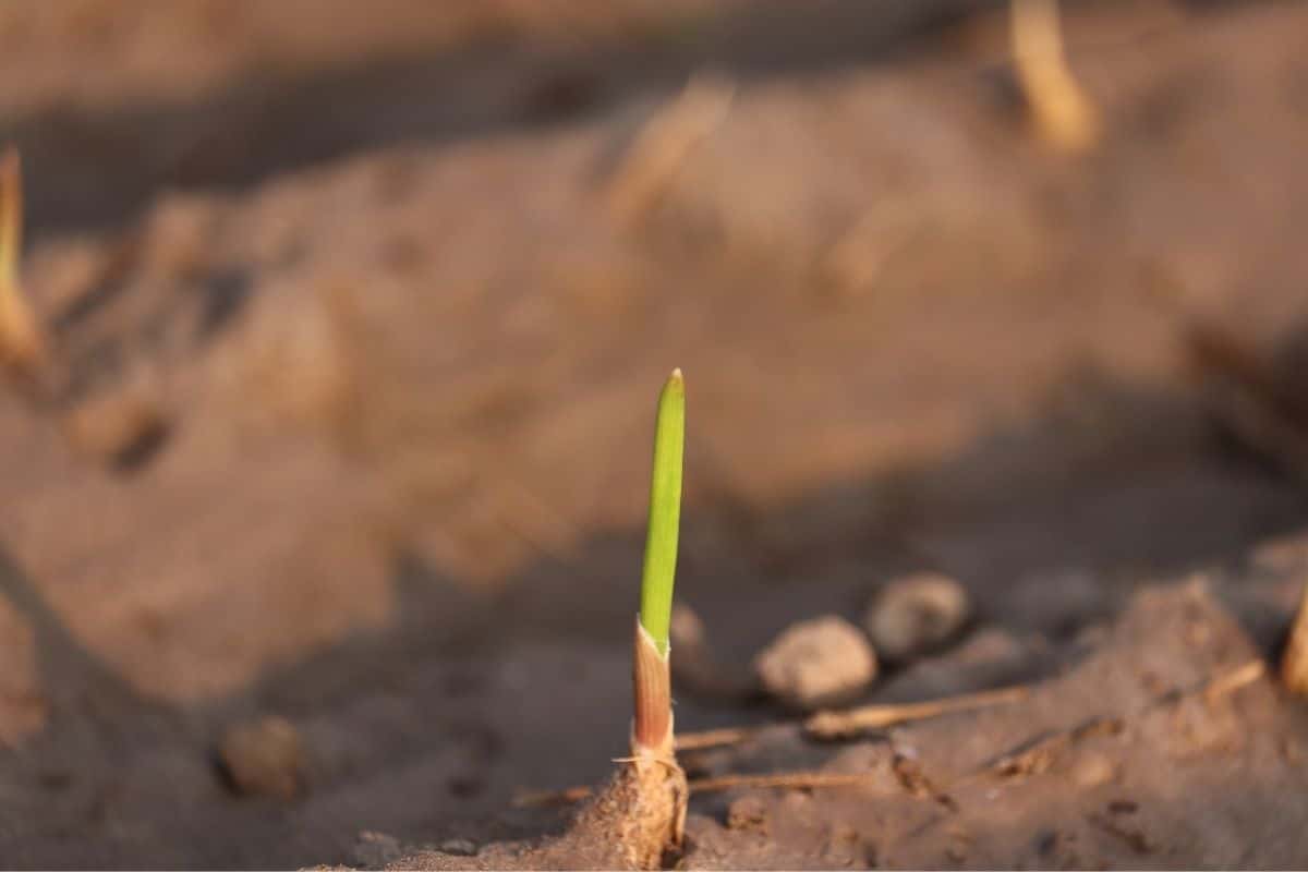 small garlic plant under the sunlight