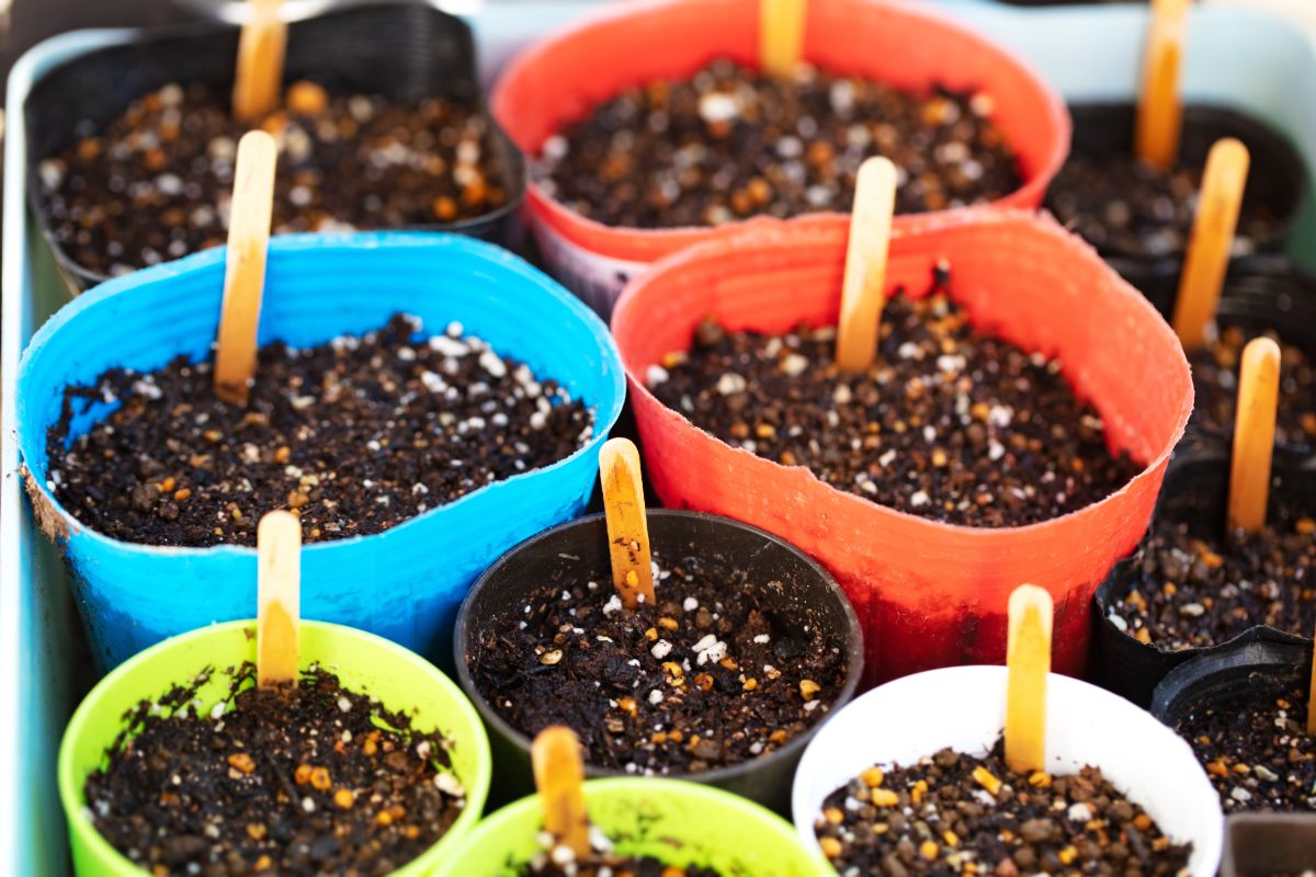 plastic pots filled with soil with fertilizers and sticks 