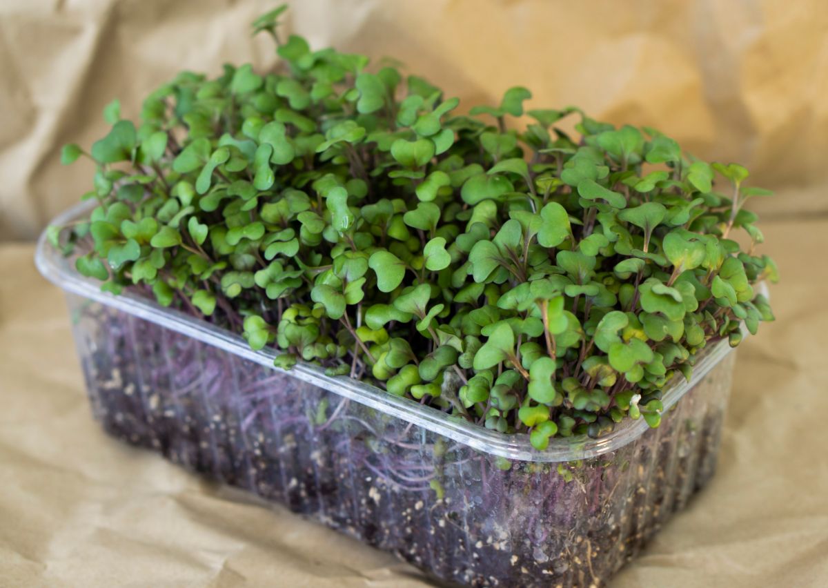 junge Kohlsprossen in einem Plastikbehälter gepflanzt