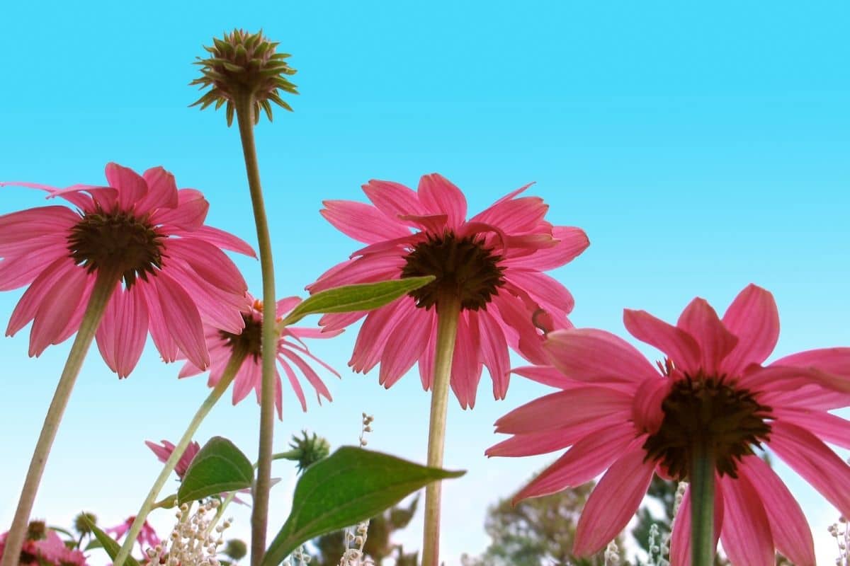 pink coneflower against the blue sky