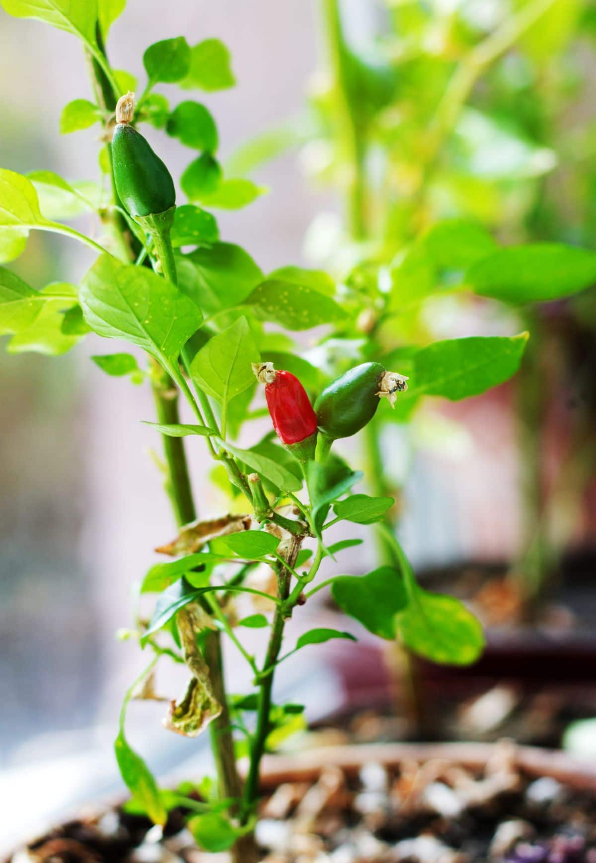 Chili-Pfeffer wächst in einem Topf auf einer Fensterbank