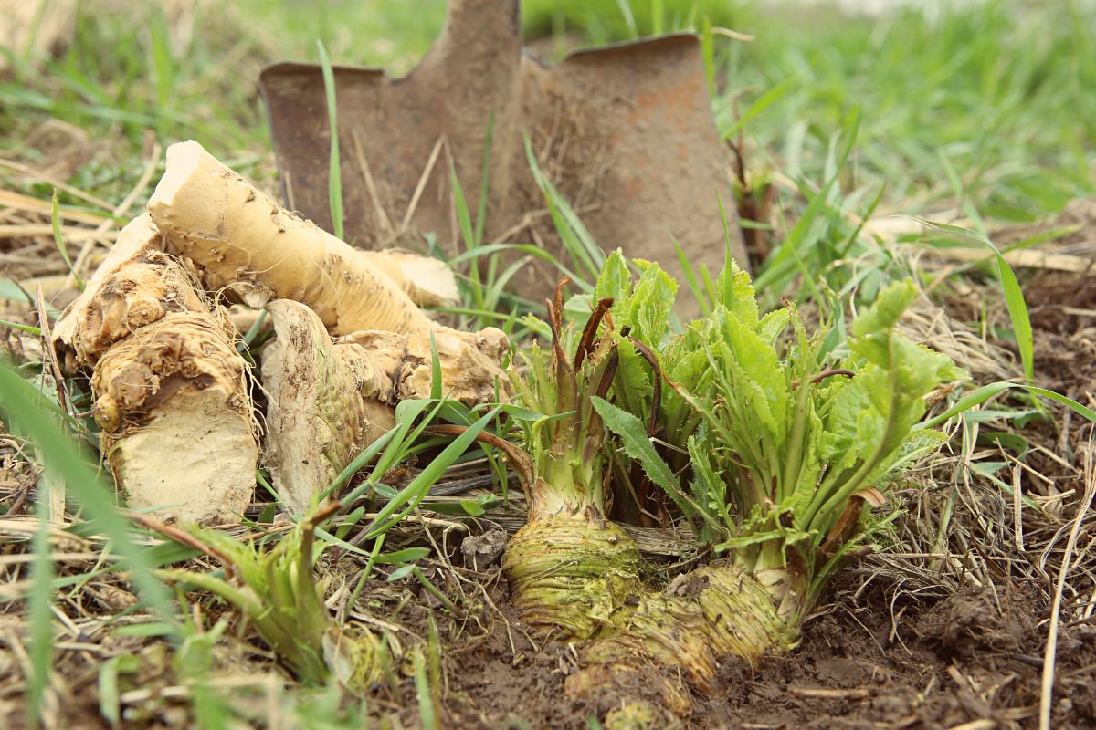 Ready to harvest Horseradish