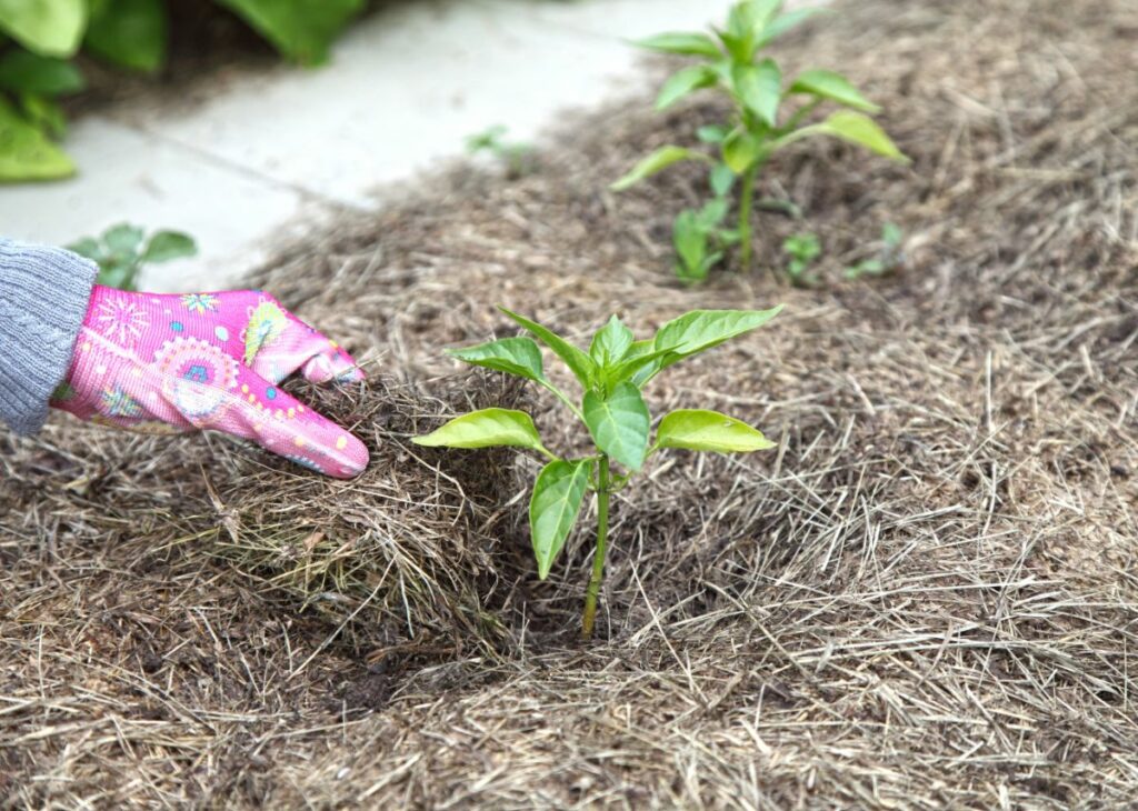 12 Tips for Growing Peppers to Maximize Your Harvest - DIY & Crafts