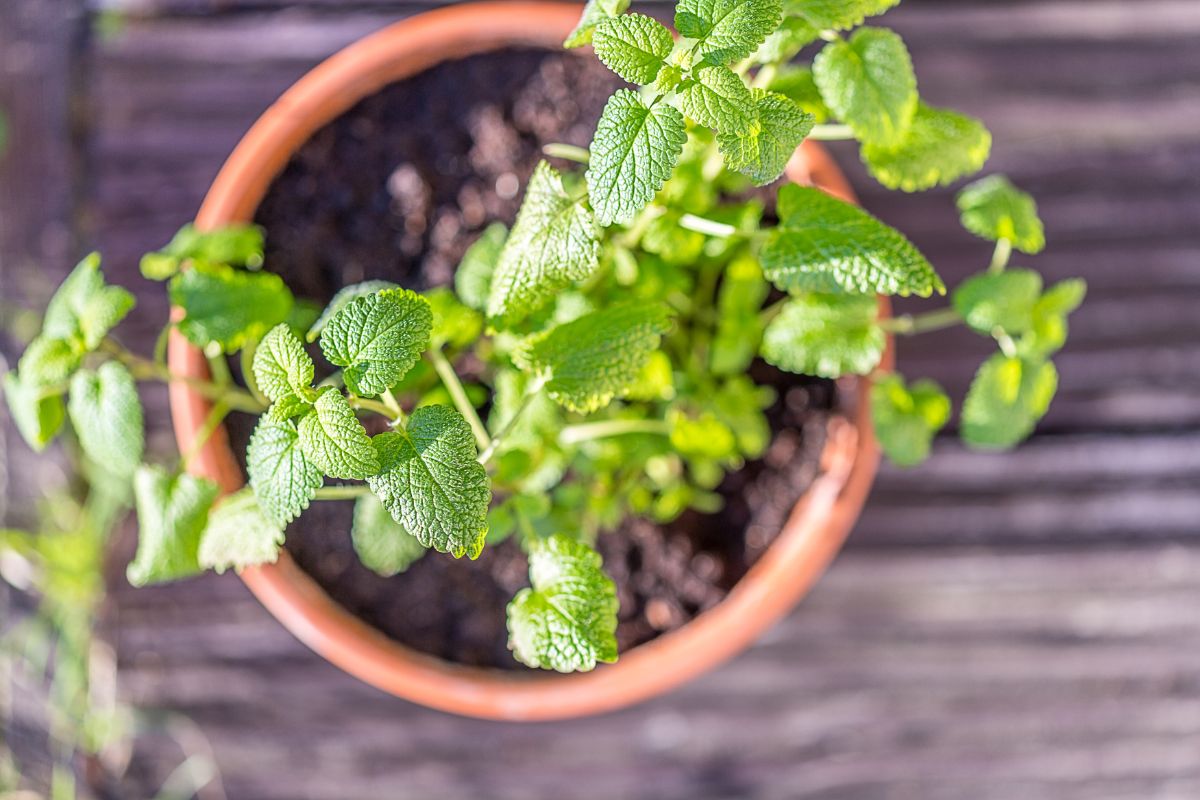growing mint in a pot 
