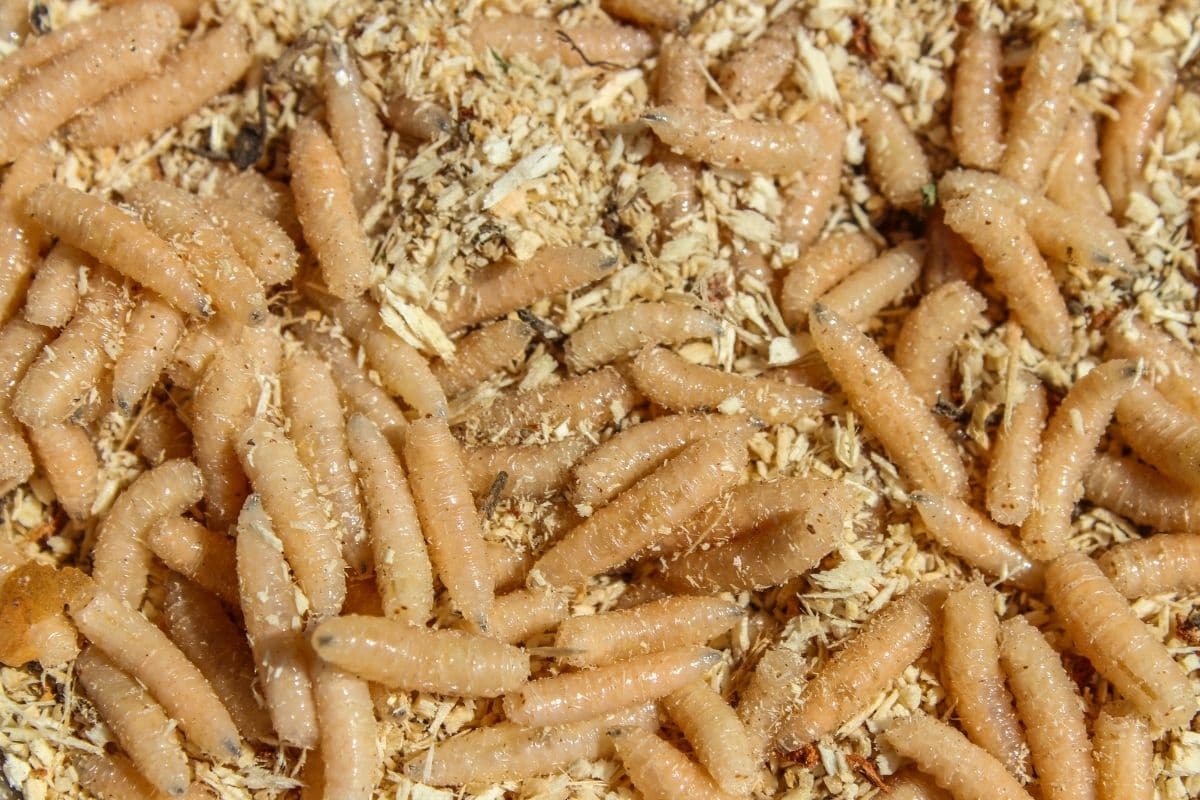 7 root maggots - 13 Ways to Use Tea Bags in the Garden