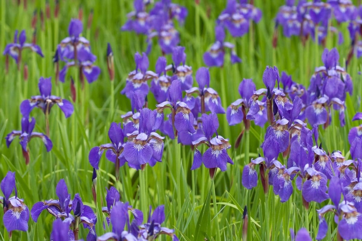 purple irises in the field