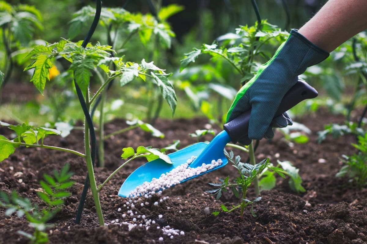 adding fertilizer with a shovel on tomato plant 