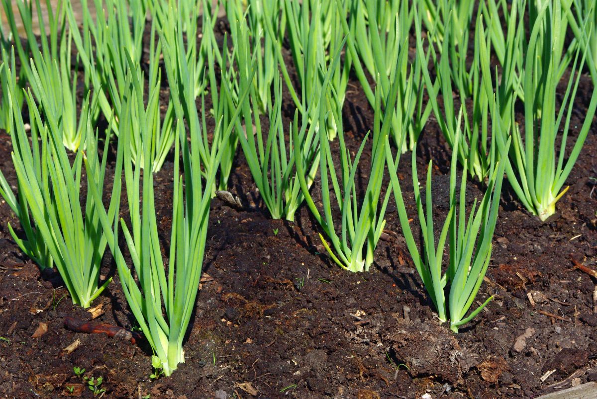 Green onion sprouts in the vegetable garden