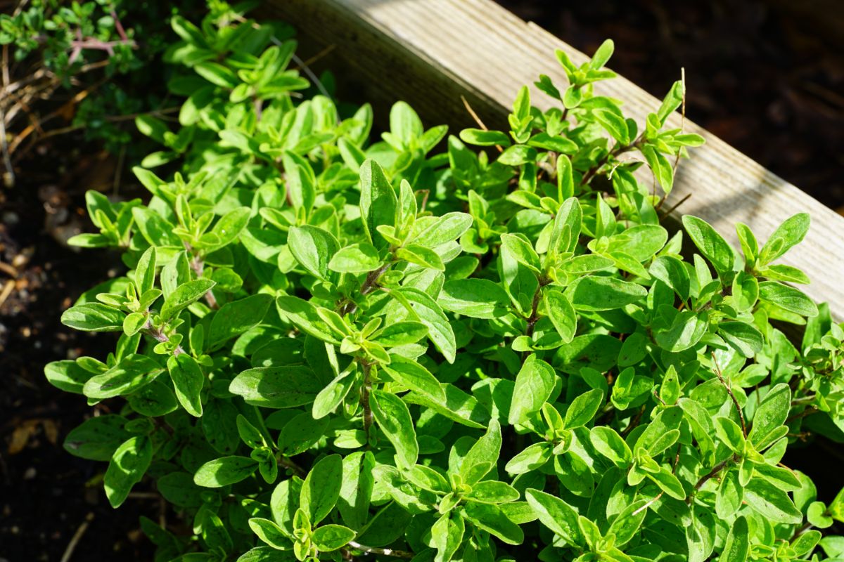growing oregano in a wooden bed
