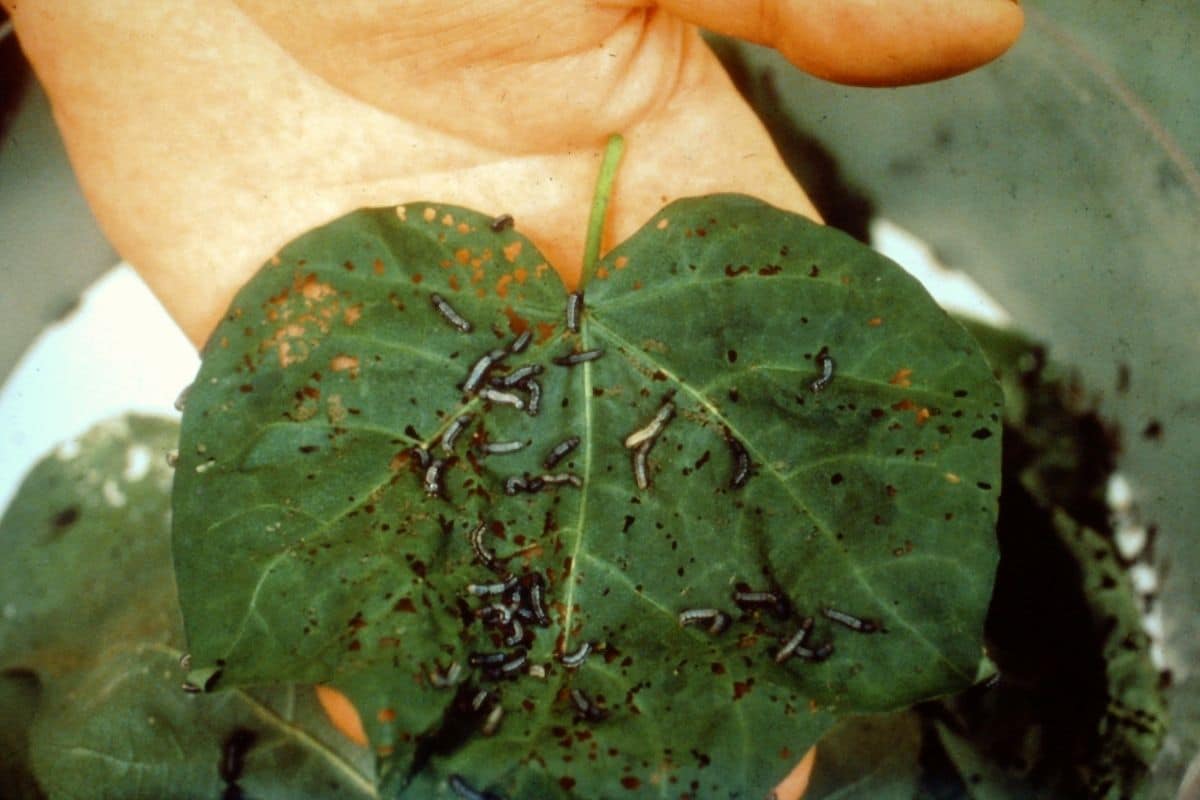pests eating the leaves of the plant 