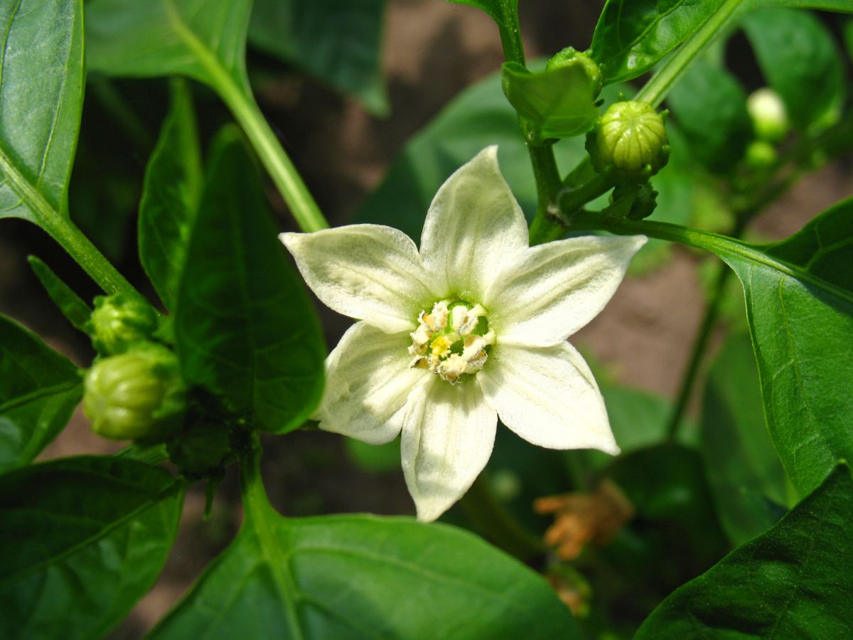 flower from a pepper plant 
