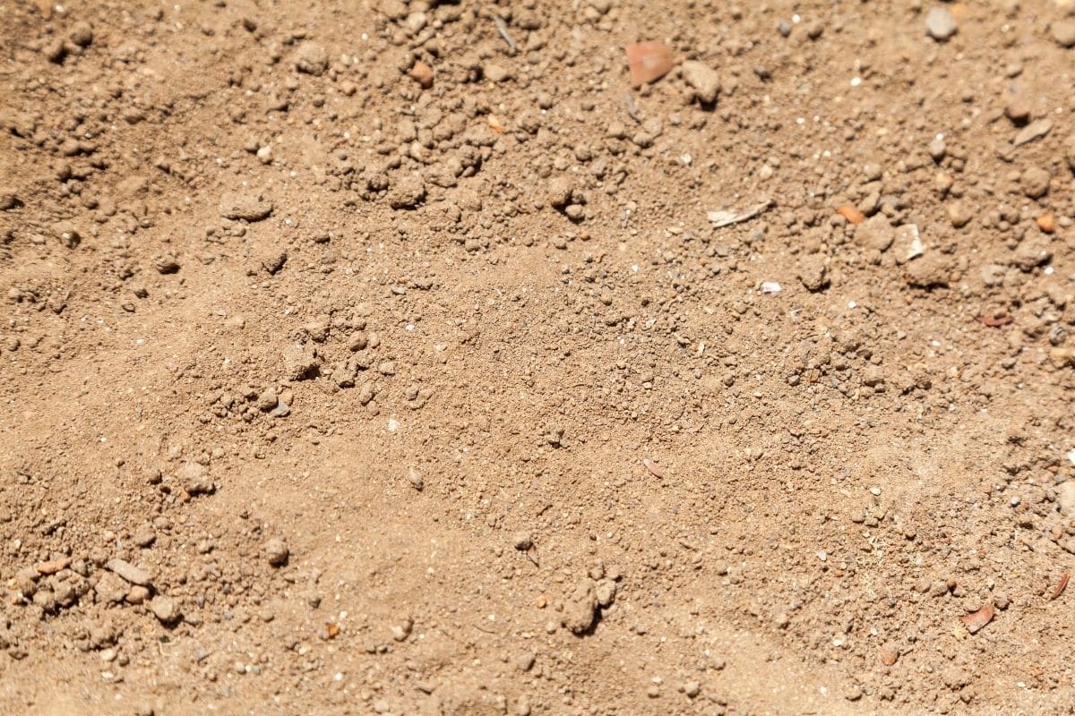 sandy soil 