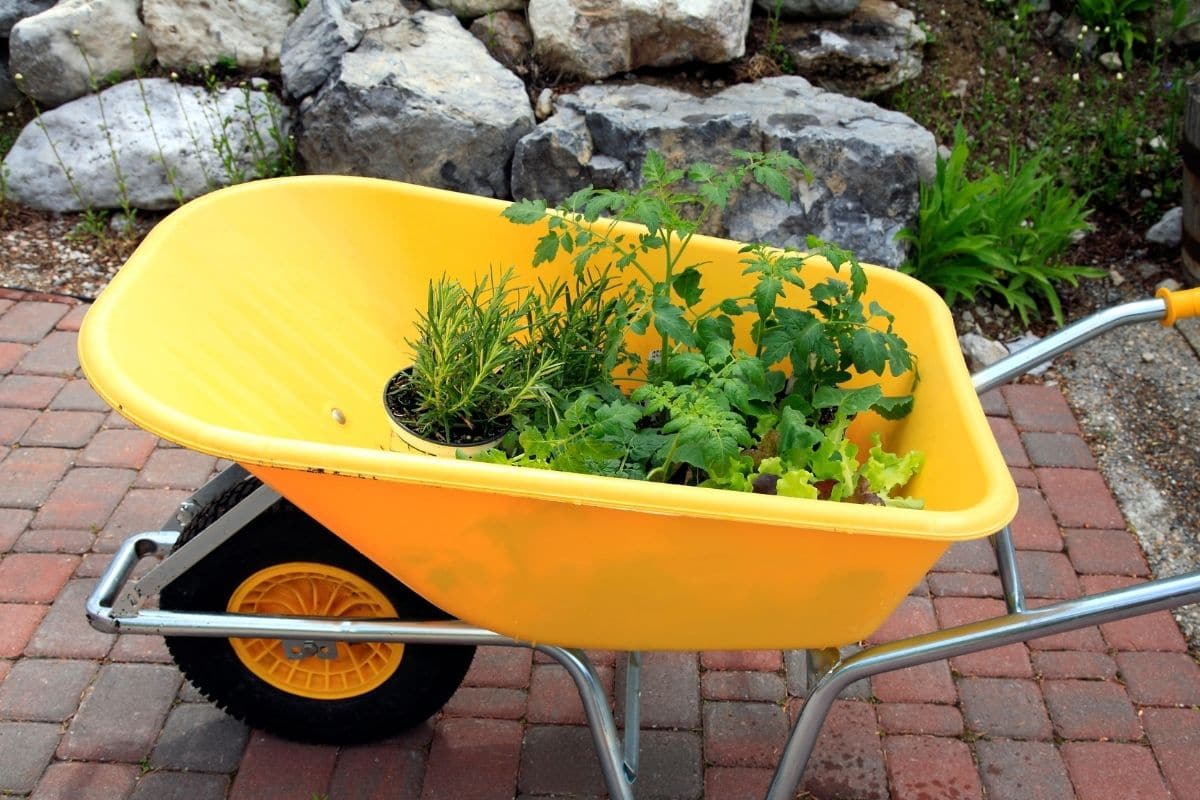 plants in a yellow wheelbarrow