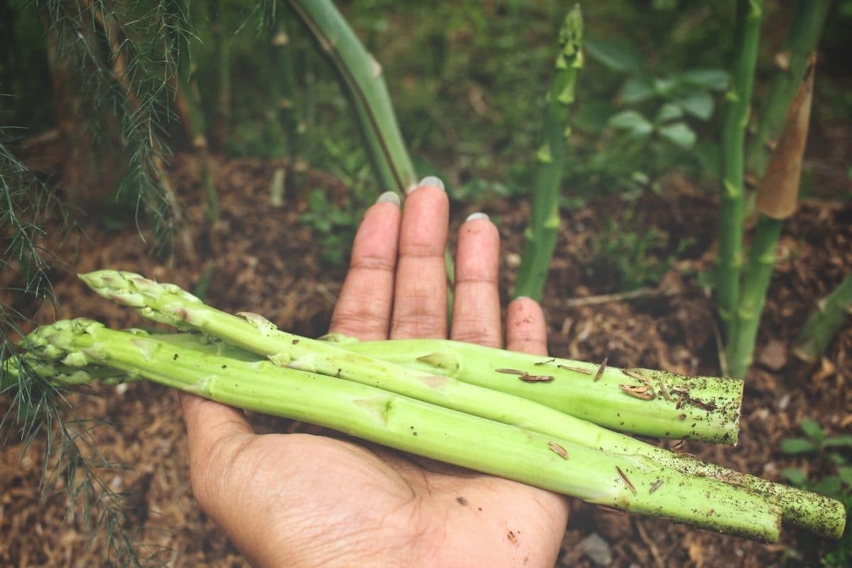 holding freshly harvested asparagus 