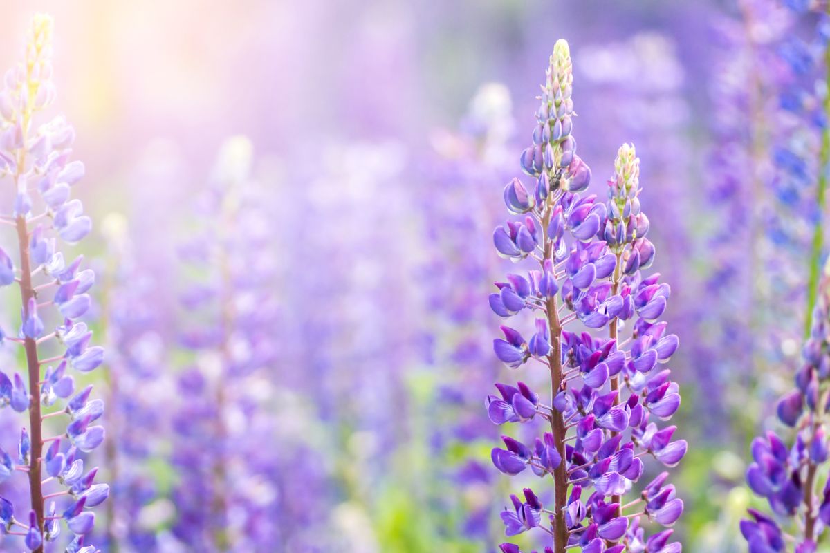 purple lupine flowers blooming under the sun