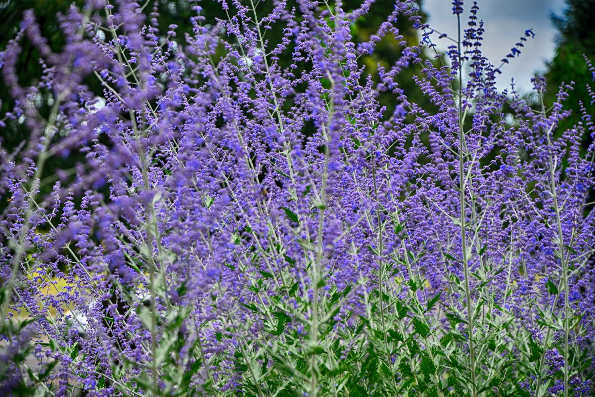 purple russian sage plant