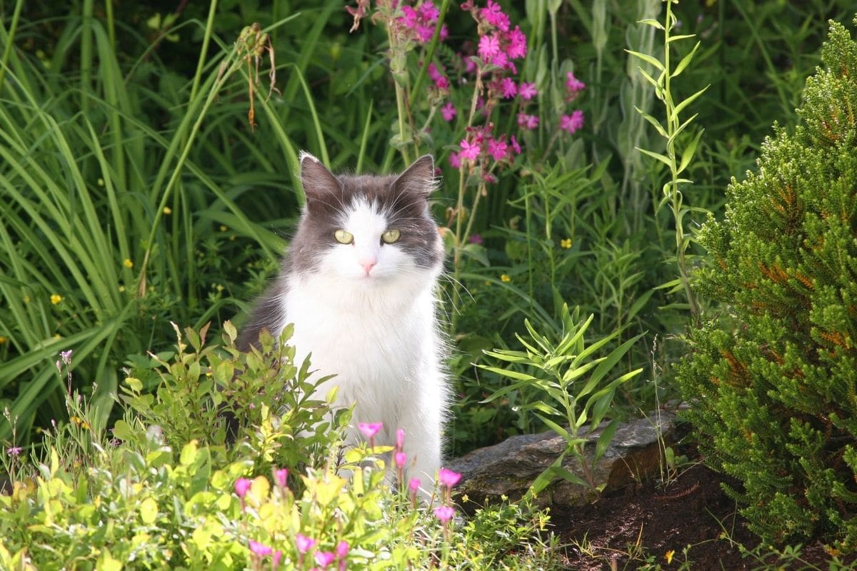 cat in the garden 