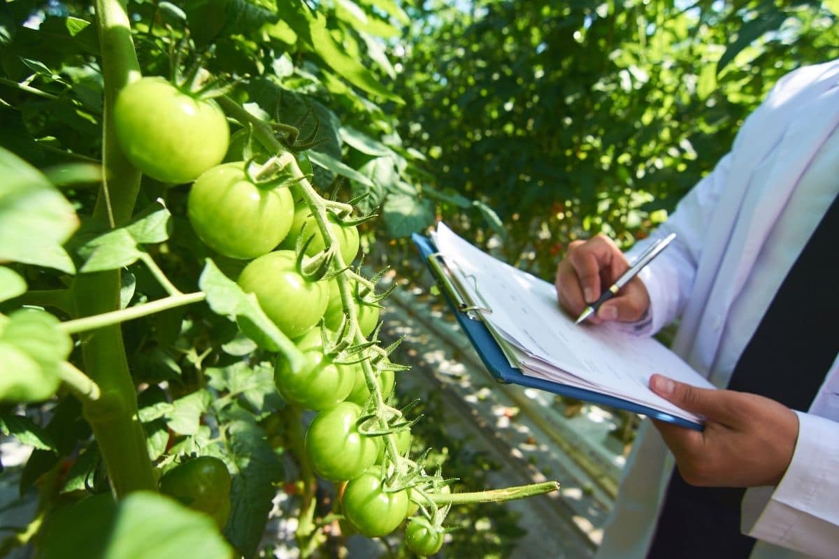 Ein professioneller Gärtner im weißen Kittel oder Laborkittel, der die Tomatenpflanzen überprüft