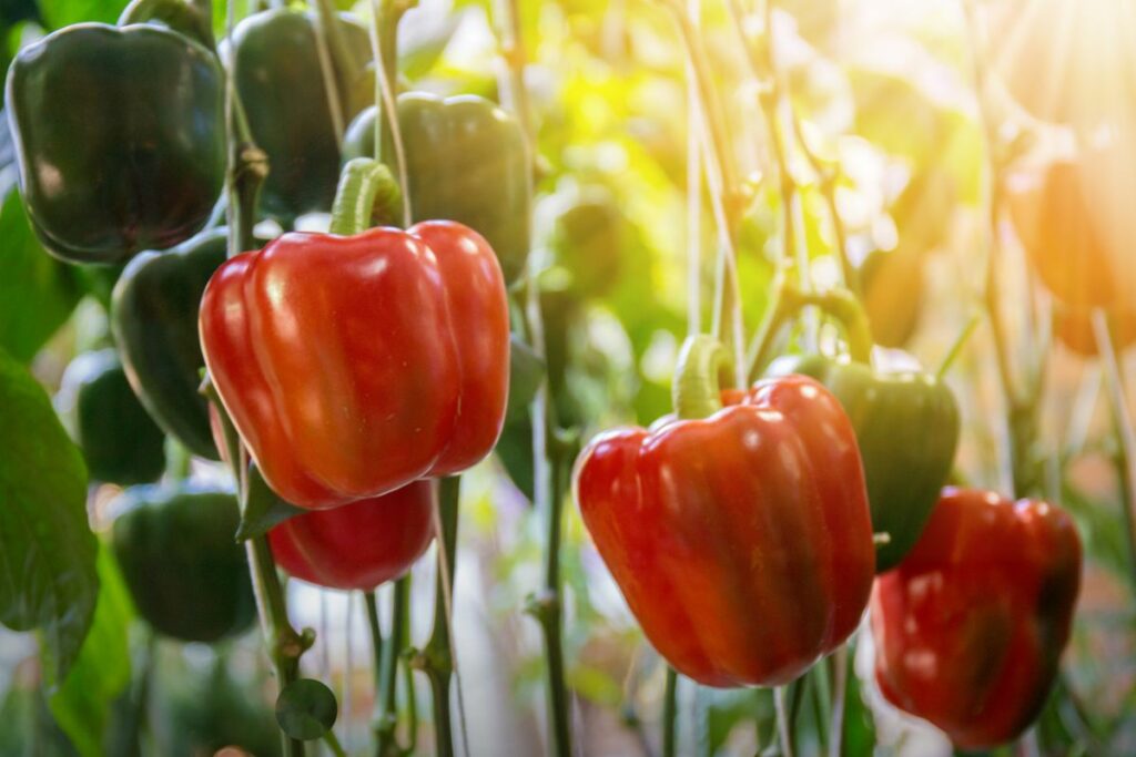 12 Tips for Growing Peppers to Maximize Your Harvest - DIY & Crafts