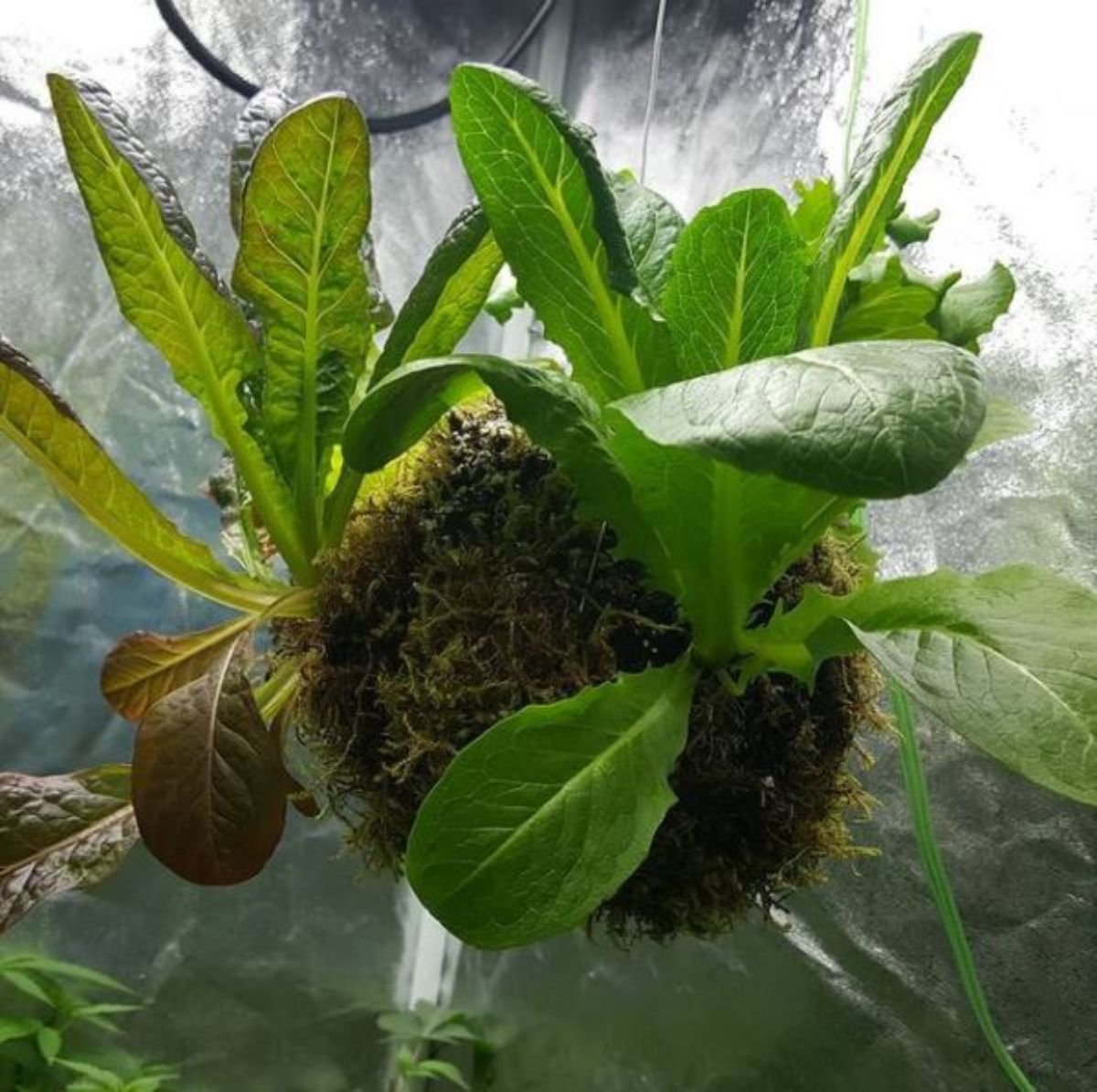 lettuce ball or globe hanging from a tree