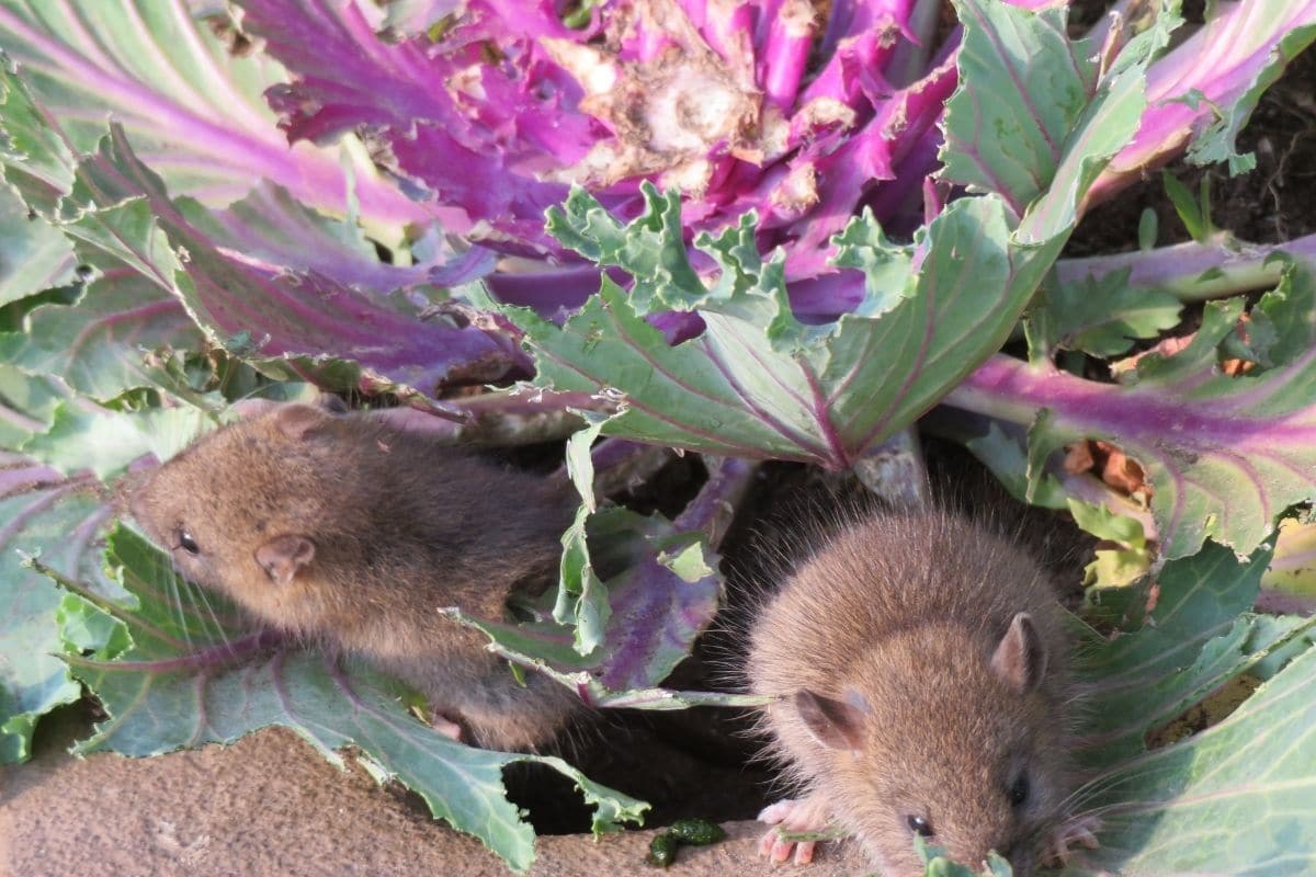 Mäuse oder Ratten fressen die Salatpflanze im Garten 