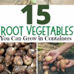images of vegetable that can grown on containers