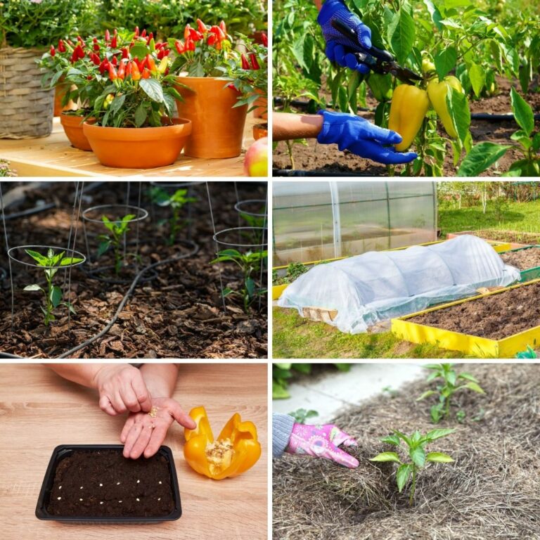 tips for growing peppers