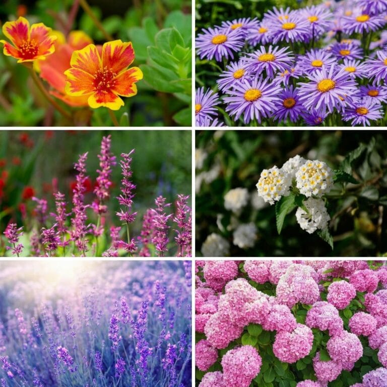 Photo collage featuring drought-tolerant plants from the post.