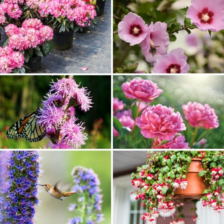 images of flowers that attract hummingbirds