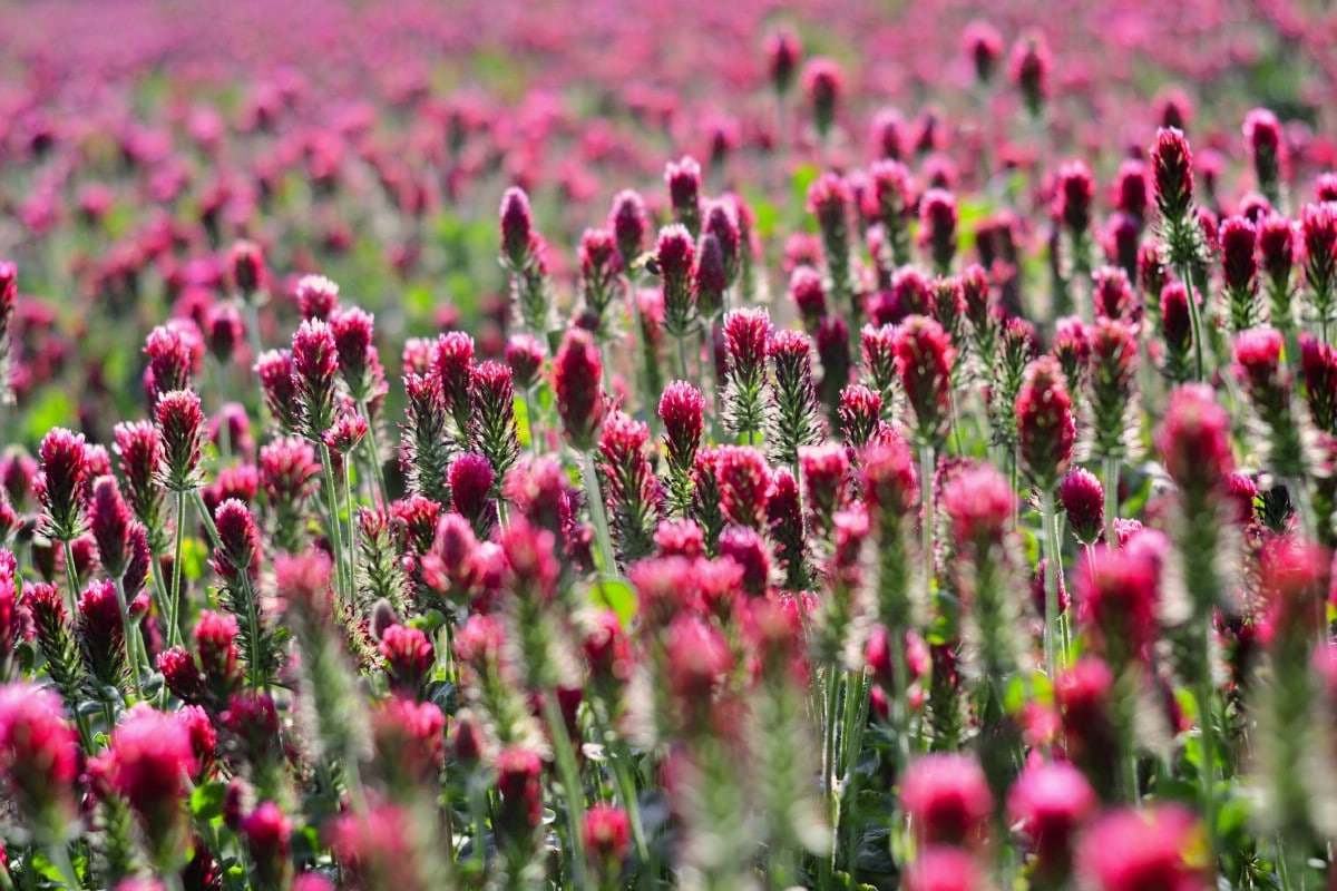 Field of purple red clover