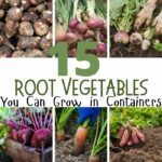 images of root vegetables you can grow in containers