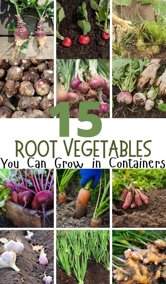 images of root vegetables you can grow in containers