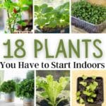 Plants You Have to Start Indoors