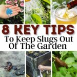 Tipps, um Schnecken aus dem Garten zu halten