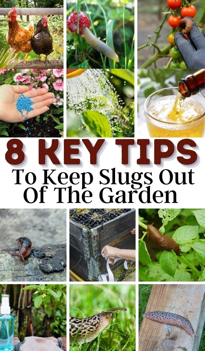 Tips To Keep Slugs Out Of The Garden