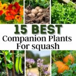 best companion plants for squash