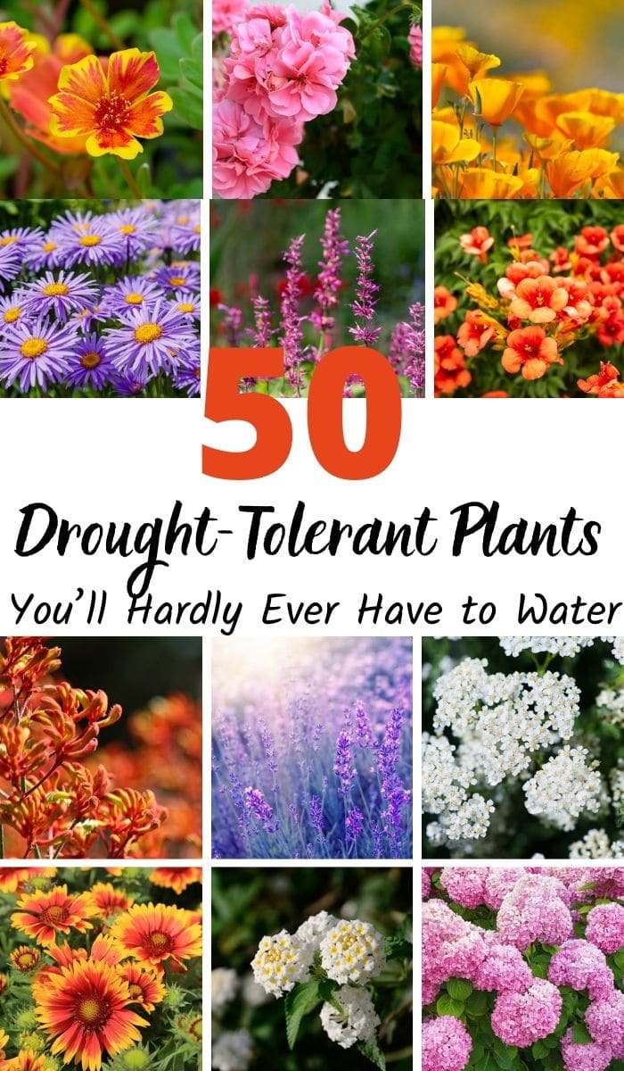 images of drought-tolerant plants